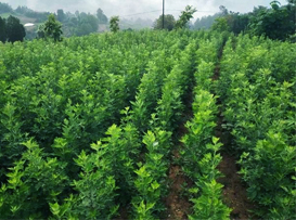 ������_�������Įa(ch��n)ƷЧ����ô�k��